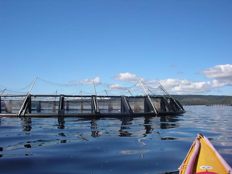 High nets to keep cormorants out.