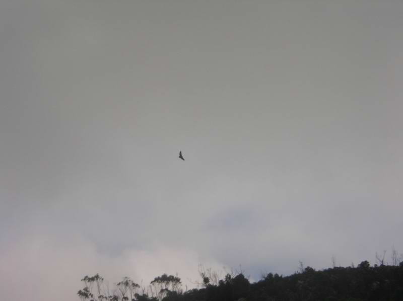 Sea Eagle on wing